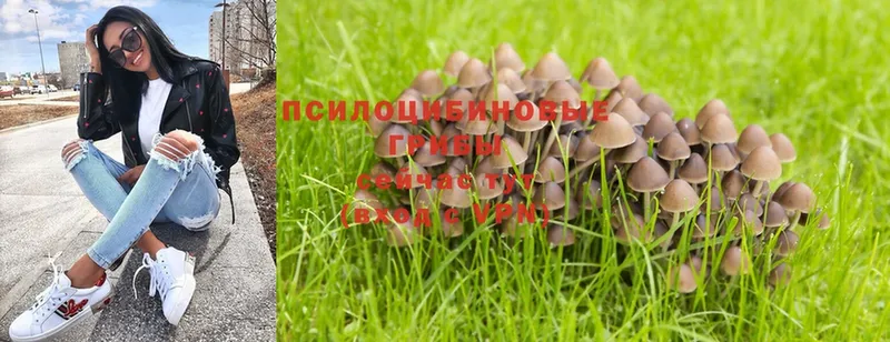 купить наркоту  МЕГА онион  Галлюциногенные грибы Cubensis  Комсомольск 